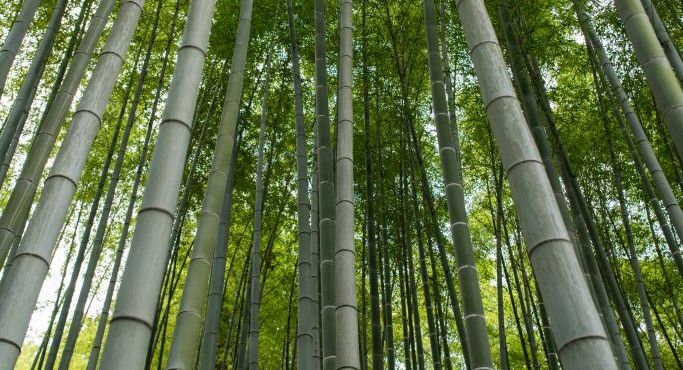 Life Lessons from the Bamboo Tree: The Power of Consistency